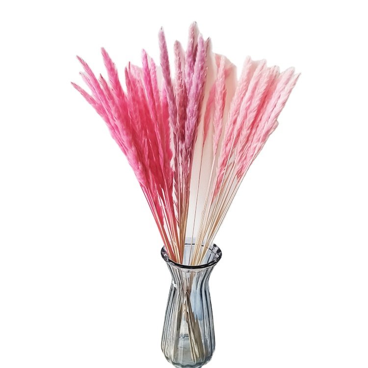 sumflora 2024 new arrivals Photo Background Instagram gifts & crafts dried flowers small pampas grass