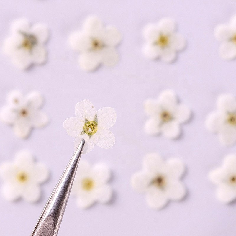 Wholesale Diy Handmade Nail Art Material dried flowers dry forget me not pressed flower for Bookmark and Phone case