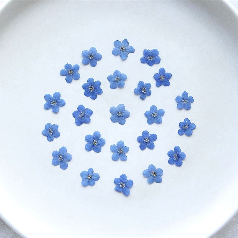 Wholesale Diy Handmade Nail Art Material dried flowers dry forget me not pressed flower for Bookmark and Phone case