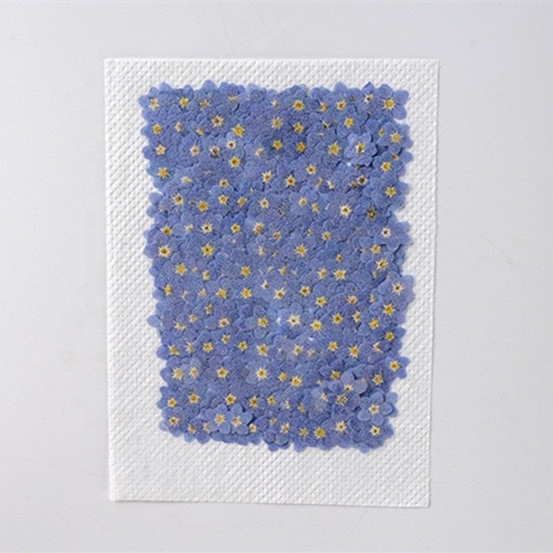 Wholesale Diy Handmade Nail Art Material dried flowers dry forget me not pressed flower for Bookmark and Phone case