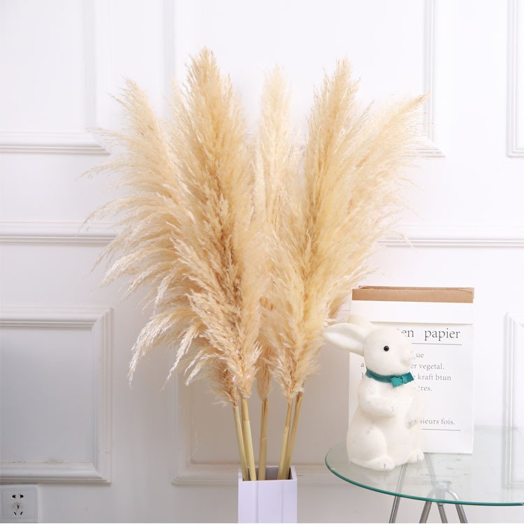 ETSY Hot Selling Pampas Grass Large Pampas Grass Big Pampas Grass For Decoration