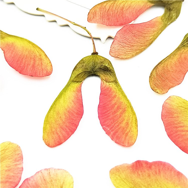 Maple Fruit Maple Leaf Stickers Real Leaf Templates Plant Specimens and Real Leaf Stickers