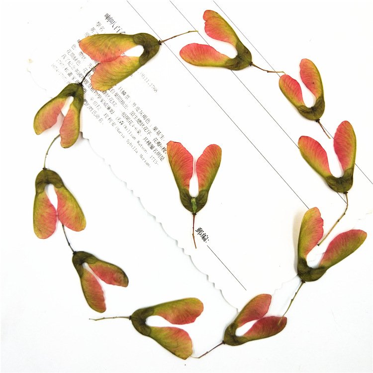 Maple Fruit Maple Leaf Stickers Real Leaf Templates Plant Specimens and Real Leaf Stickers