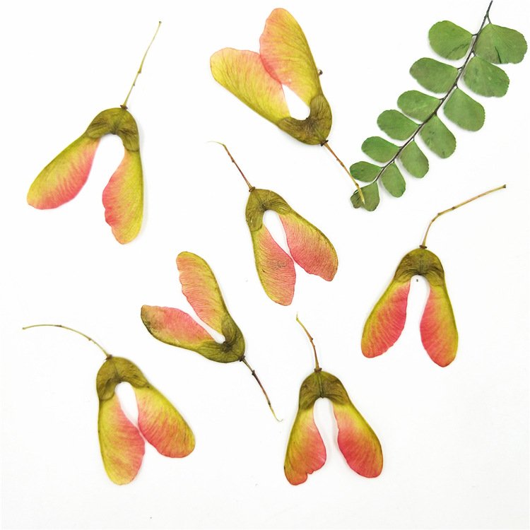 Maple Fruit Maple Leaf Stickers Real Leaf Templates Plant Specimens and Real Leaf Stickers