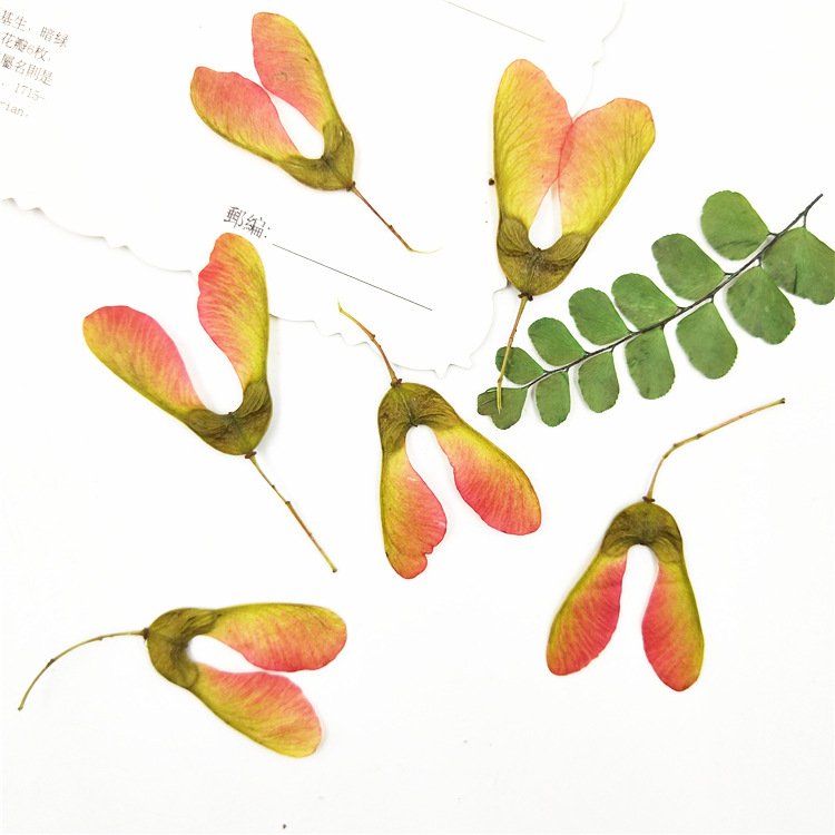Maple Fruit Maple Leaf Stickers Real Leaf Templates Plant Specimens and Real Leaf Stickers