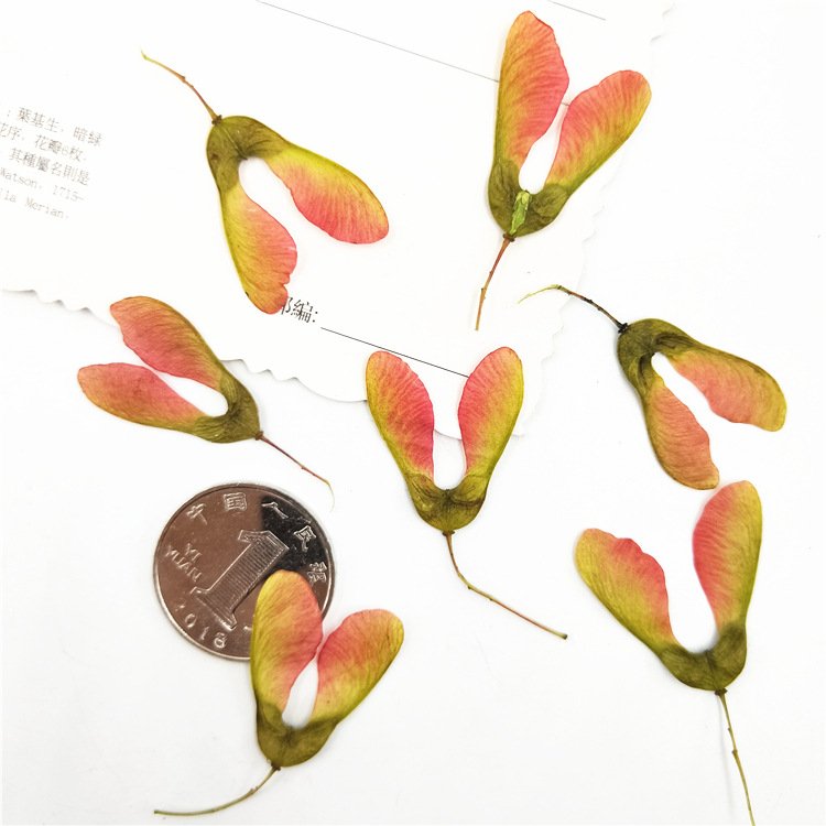 Maple Fruit Maple Leaf Stickers Real Leaf Templates Plant Specimens and Real Leaf Stickers