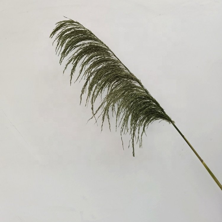 wholesale dried flower colorful pampas grass large size preserved pampas grass for home decoration