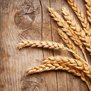 Dried Wheat Stalks 100 Stems Wheat Sheaves for Decorating Wedding Table Home Brown Real Plants Chinese New Year Flowers Feiliya