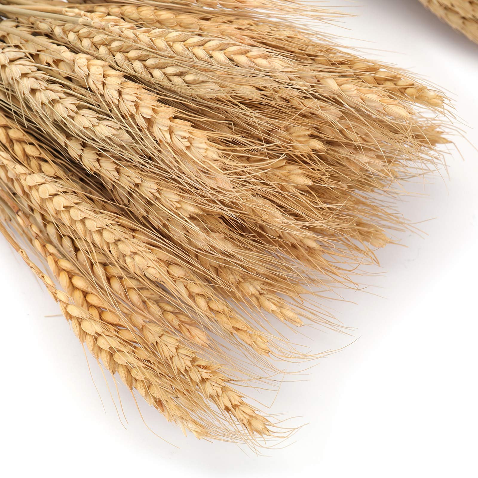 Dried Wheat Stalks 100 Stems Wheat Sheaves for Decorating Wedding Table Home Brown Real Plants Chinese New Year Flowers Feiliya