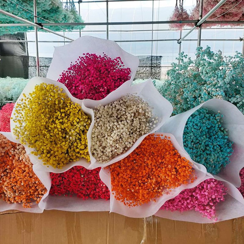 Best sale quality preserved babysbreath 500g big bouquet dried babybreath flower