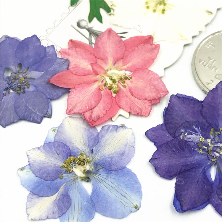 I622 Delphinium Houndstooth Dried Flower Pressed DIY Bookmark Drip Gum Plant specimens