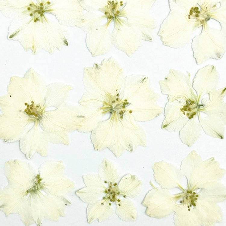 I622 Delphinium Houndstooth Dried Flower Pressed DIY Bookmark Drip Gum Plant specimens