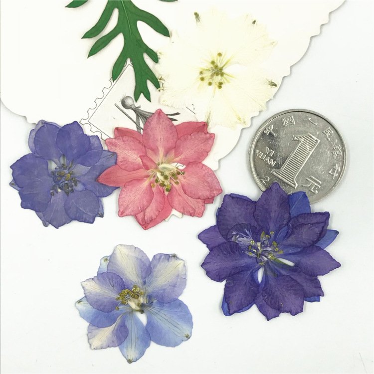I622 Delphinium Houndstooth Dried Flower Pressed DIY Bookmark Drip Gum Plant specimens