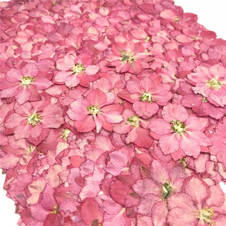 I622 Delphinium Houndstooth Dried Flower Pressed DIY Bookmark Drip Gum Plant specimens
