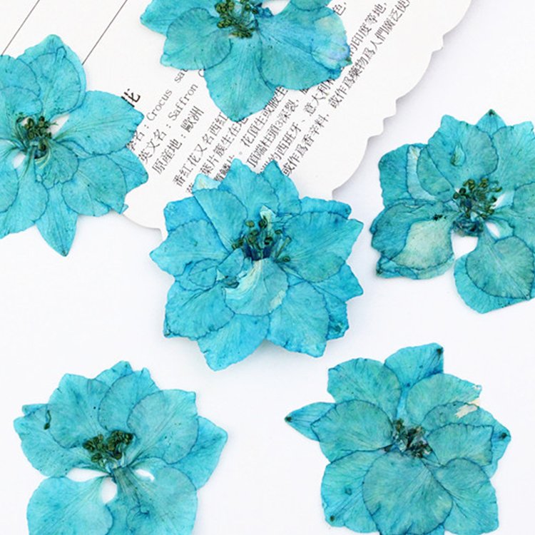 I622 Delphinium Houndstooth Dried Flower Pressed DIY Bookmark Drip Gum Plant specimens