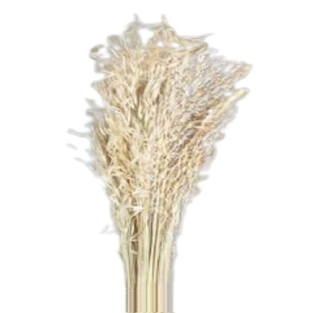 Good Quality Natural Flower Wholesale Dried Job Grass for Home Wedding Decoration for Dried Flower Arrangement