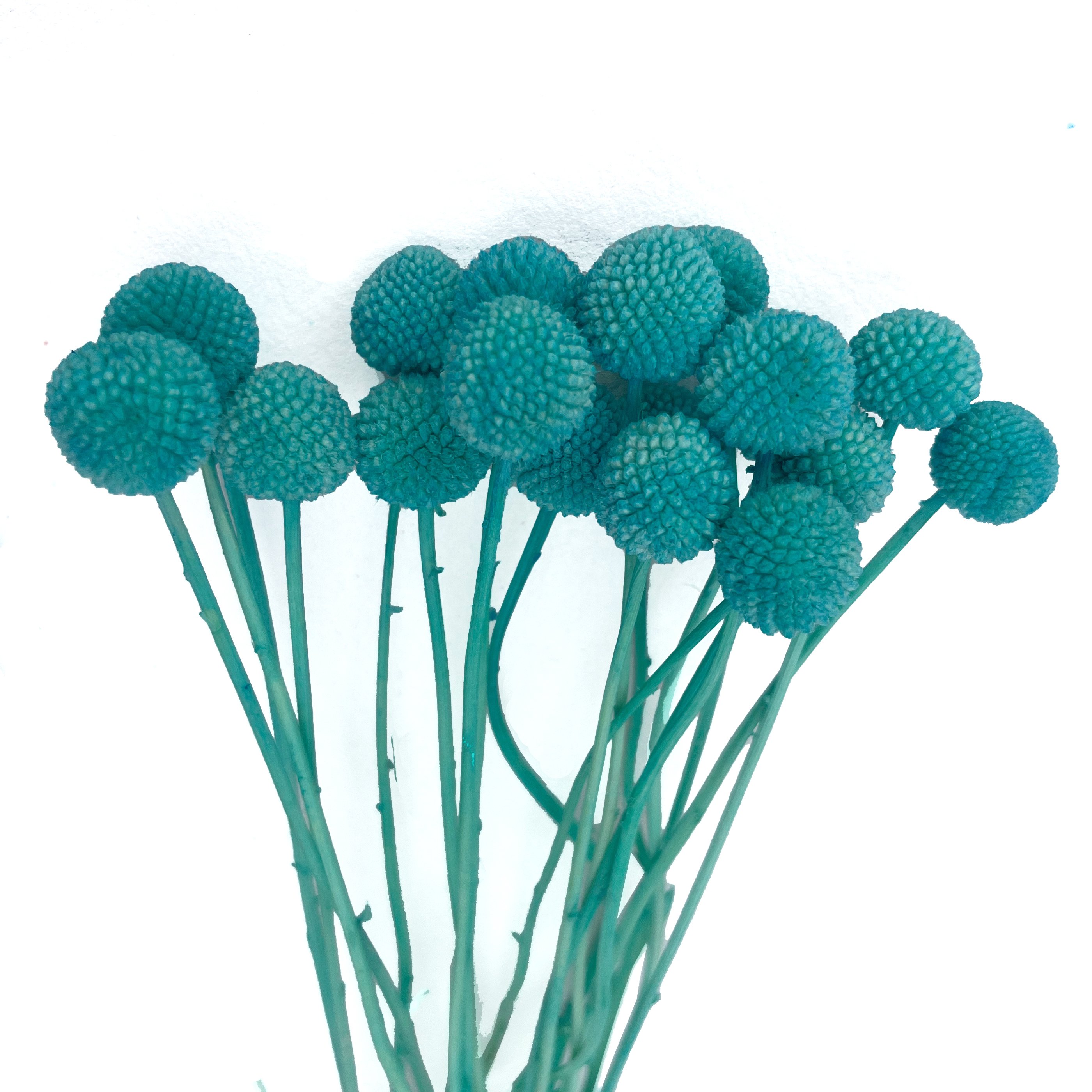 Billy Ball Flower Australian drumstick Chrysanthemum Eternal Life flower For Home wedding Party Themed Decorations