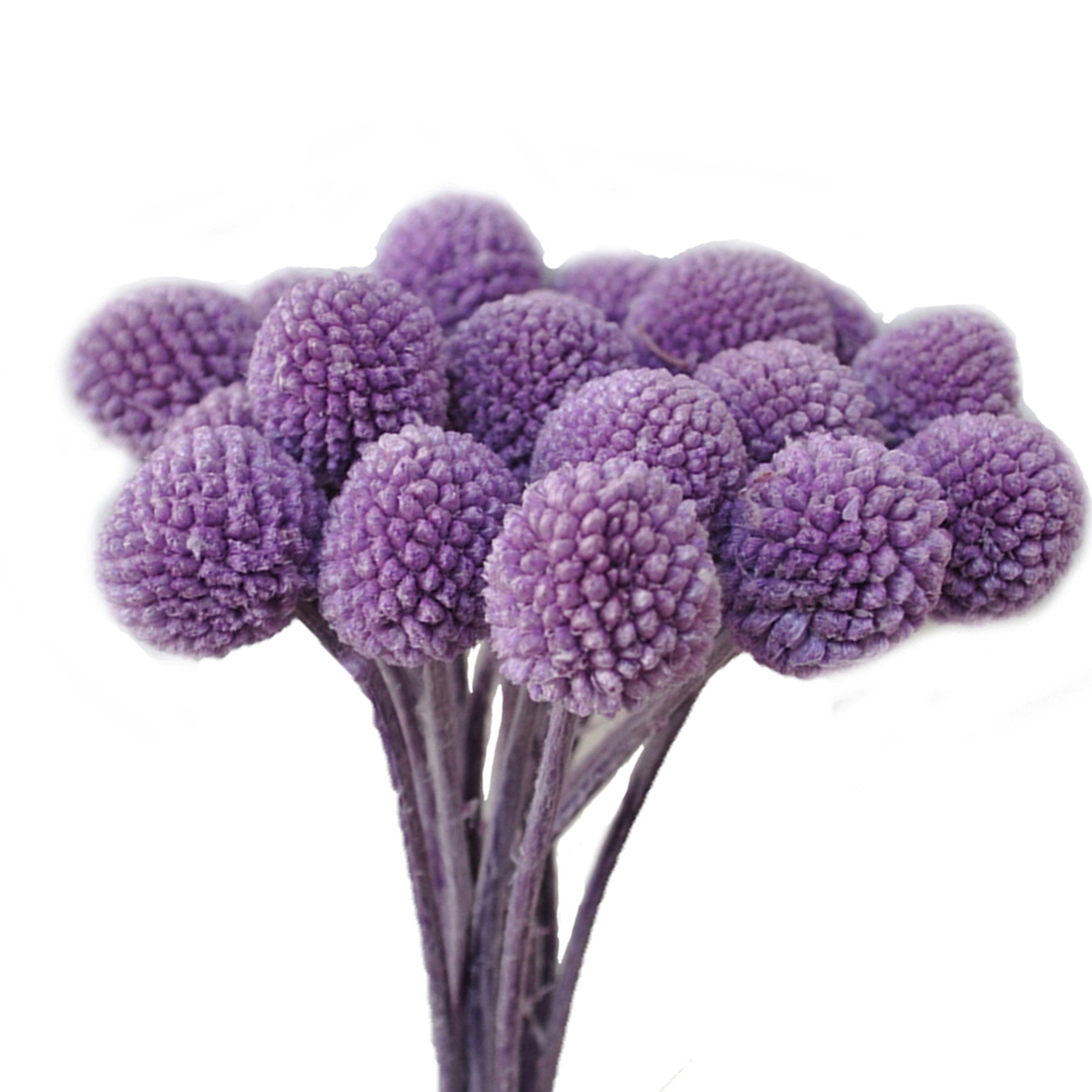Billy Ball Flower Australian drumstick Chrysanthemum Eternal Life flower For Home wedding Party Themed Decorations