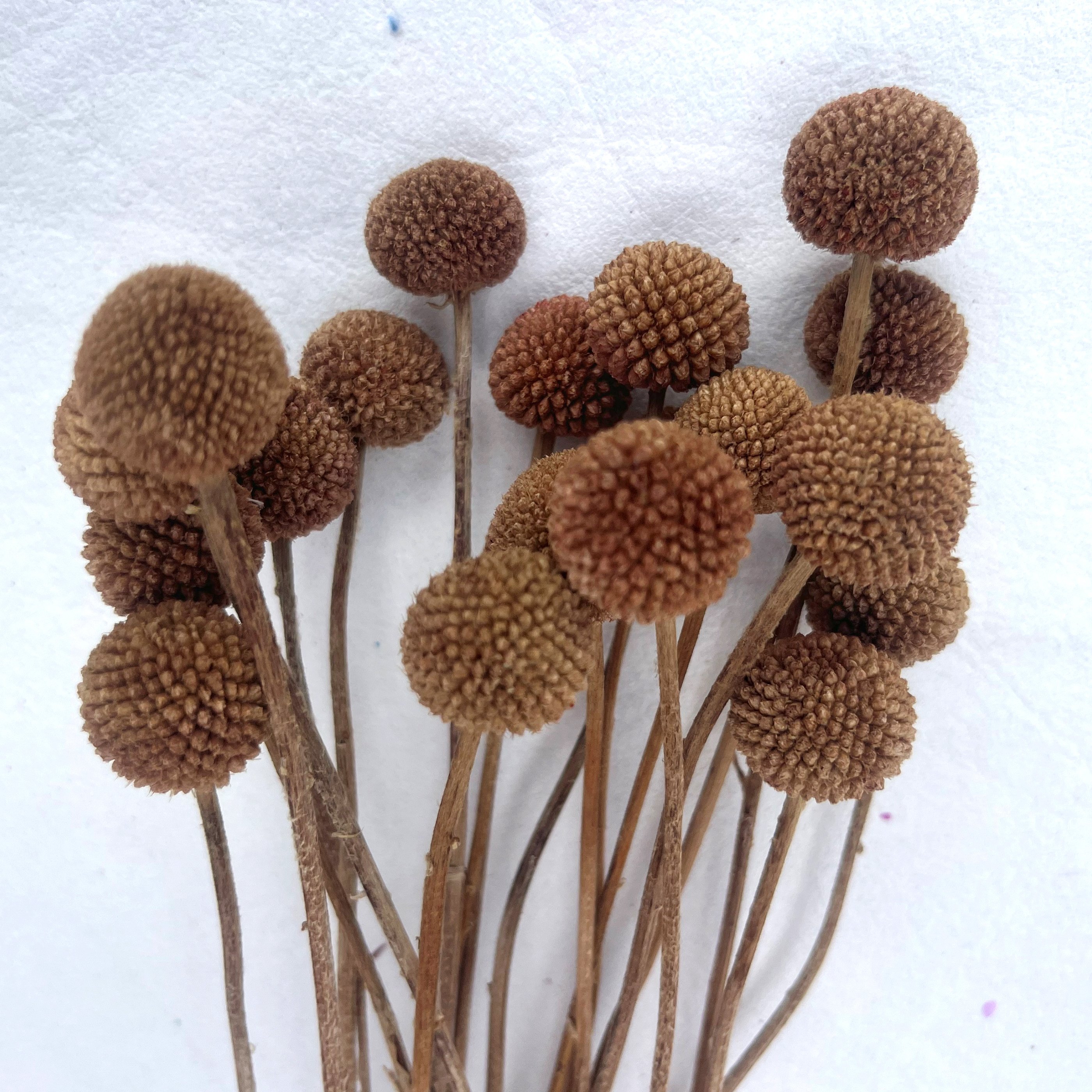 Billy Ball Flower Australian drumstick Chrysanthemum Eternal Life flower For Home wedding Party Themed Decorations