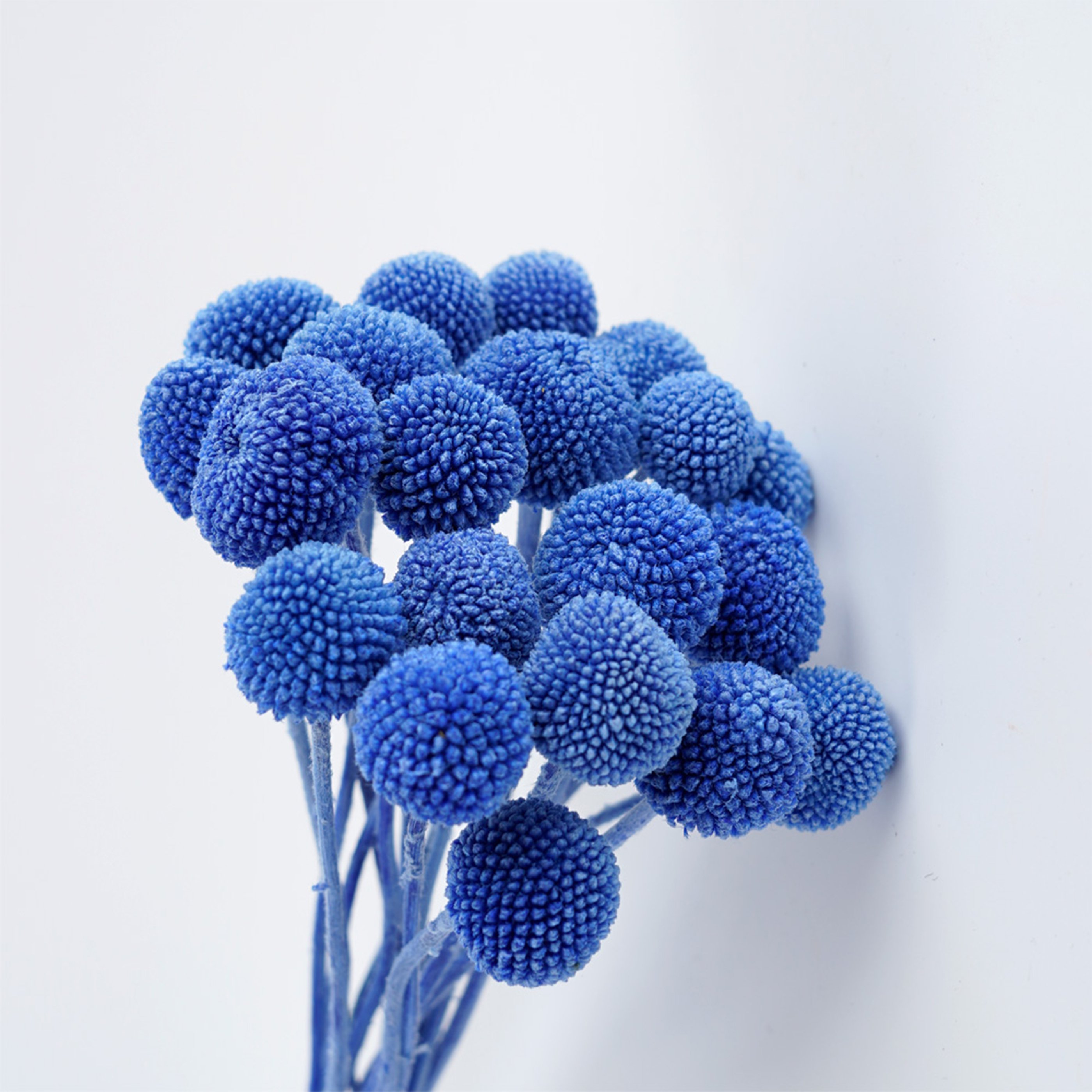 Billy Ball Flower Australian drumstick Chrysanthemum Eternal Life flower For Home wedding Party Themed Decorations