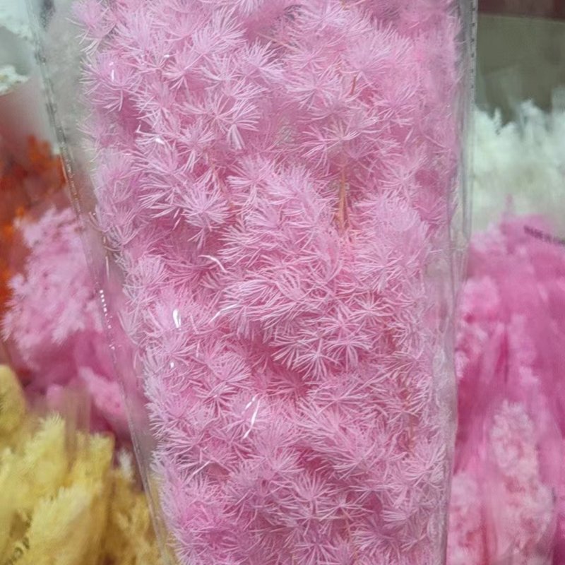 Wholesale Home Decoration Penglai Pine Asparagus Myrioeladus Bunch of Dried Preserved Flowers & Plants