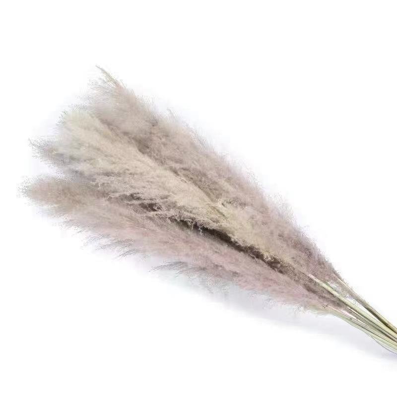 Hot-selling Wedding Natural Dry Flowers Large Fluffy Beige Dried Pampas Grass For Wedding Home Party Decoration