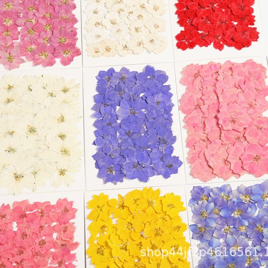 Real Dried Pressed Flowers Dried Pressed Flowers Pressed larkspur Delphinium Grandiflorum