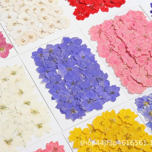 Real Dried Pressed Flowers Dried Pressed Flowers Pressed larkspur Delphinium Grandiflorum