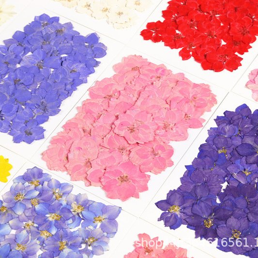 Real Dried Pressed Flowers Dried Pressed Flowers Pressed larkspur Delphinium Grandiflorum