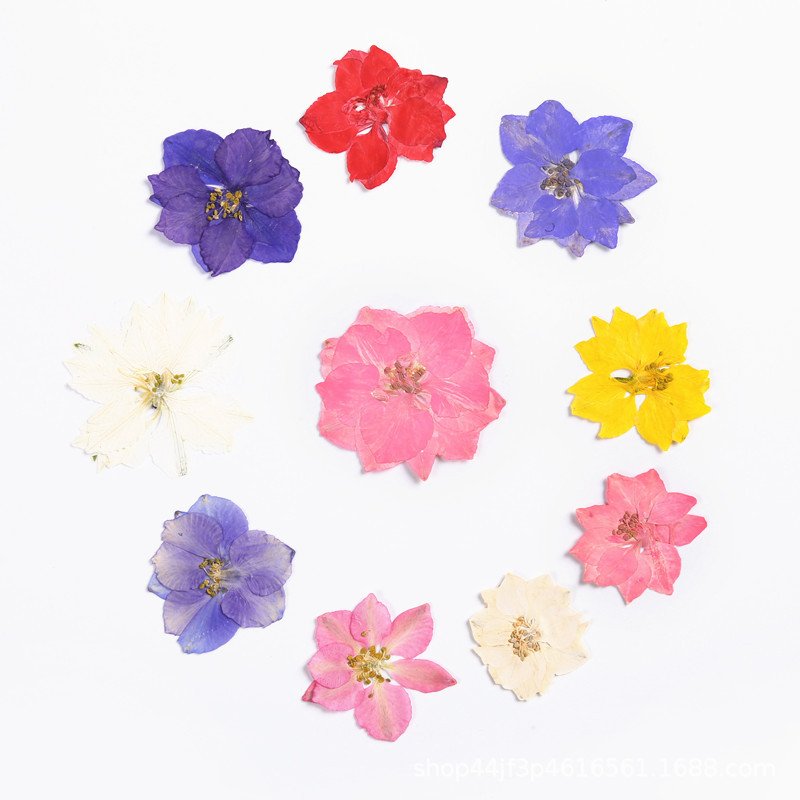 Real Dried Pressed Flowers Dried Pressed Flowers Pressed larkspur Delphinium Grandiflorum