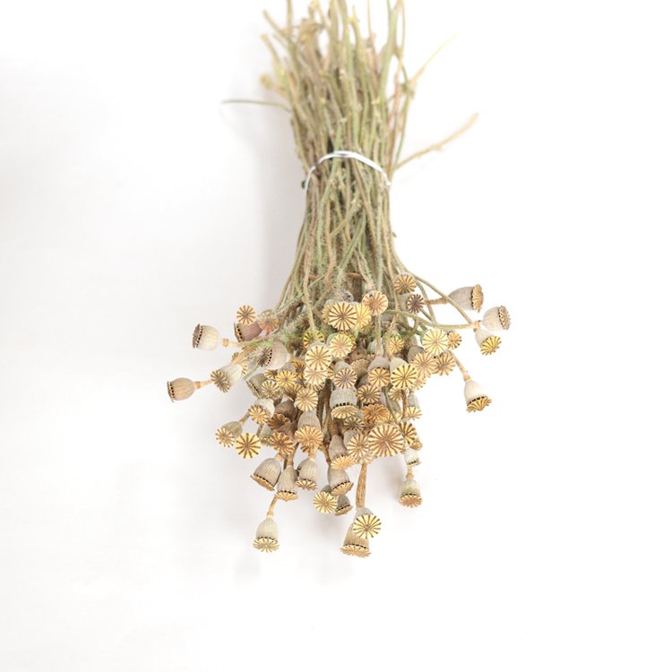 SumFlora 2024 new product dried flower corn poppy preserved flowers as home decoration