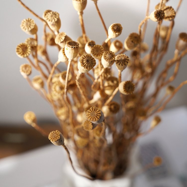 SumFlora 2024 new product dried flower corn poppy preserved flowers as home decoration