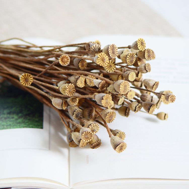 SumFlora 2024 new product dried flower corn poppy preserved flowers as home decoration