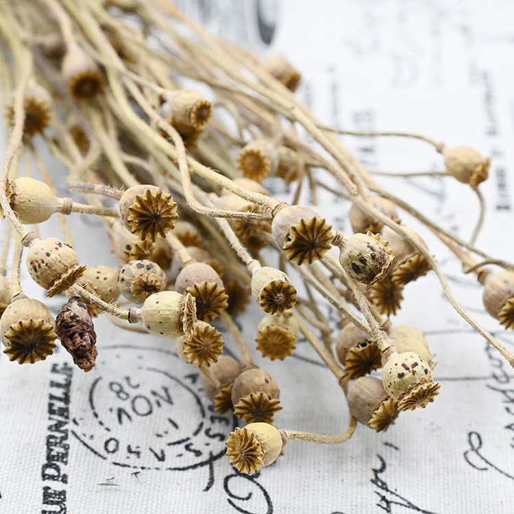 SumFlora 2024 new product dried flower corn poppy preserved flowers as home decoration