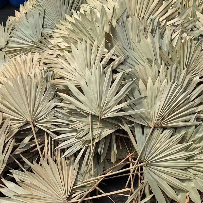 Wholesale Natural Boho Dried Palm Leaves Natural Large Small Dry Palm Flower Fan Leaf Wedding Decor