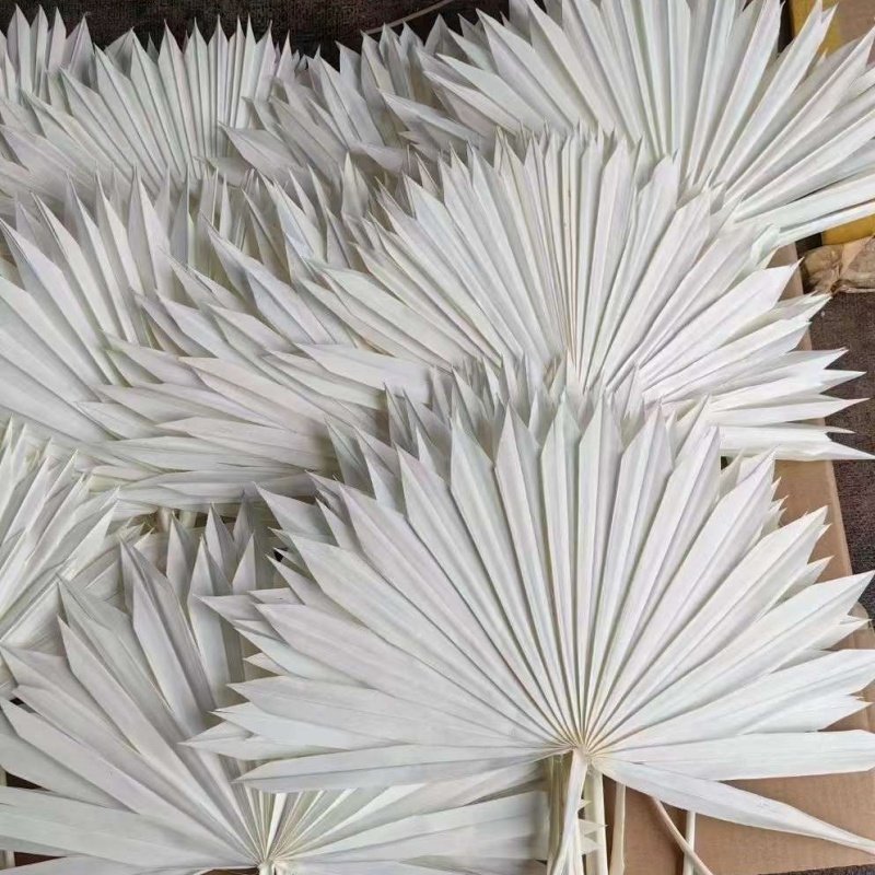 Wholesale Natural Boho Dried Palm Leaves Natural Large Small Dry Palm Flower Fan Leaf Wedding Decor