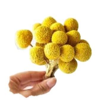 Dried Flowers Natural Bouquets Exotic Floral Home decoration Potpourri