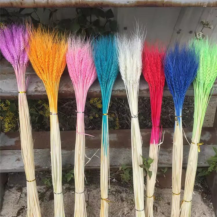 Wholesale Dried Wheat Sheaves Stalks Bouquet color Wheat Ears Grain Flowers Dry Grass Bunch Boho Decor