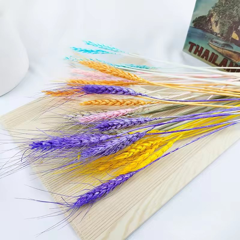 Wholesale Dried Wheat Sheaves Stalks Bouquet color Wheat Ears Grain Flowers Dry Grass Bunch Boho Decor
