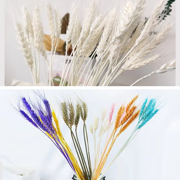 Wholesale Dried Wheat Sheaves Stalks Bouquet color Wheat Ears Grain Flowers Dry Grass Bunch Boho Decor