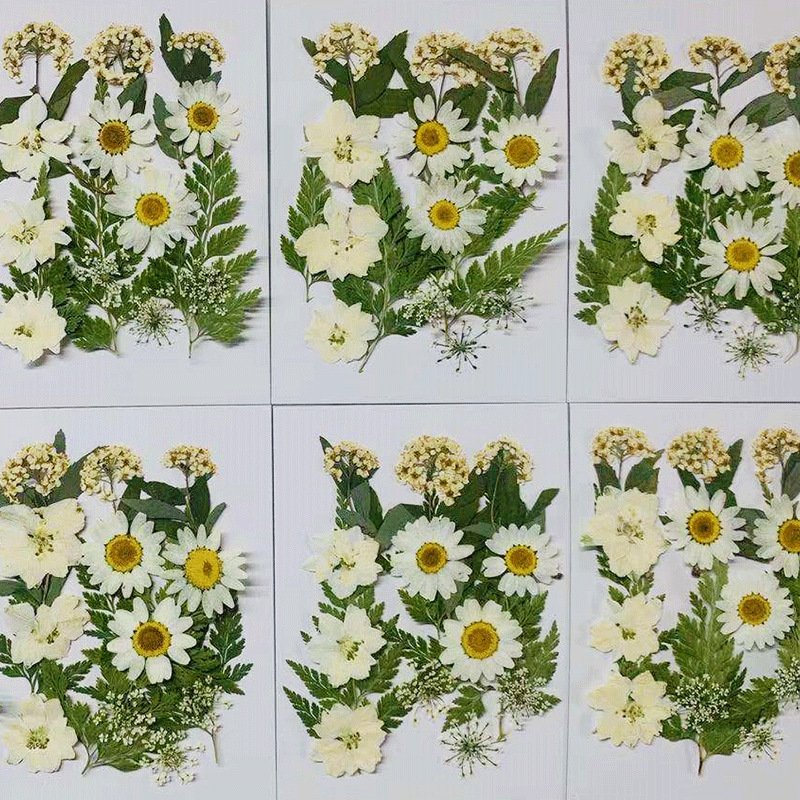 18PCS Best Gift Pressed Flower Leaves Pack for Bookmark Resin Floral Art Craft Decor