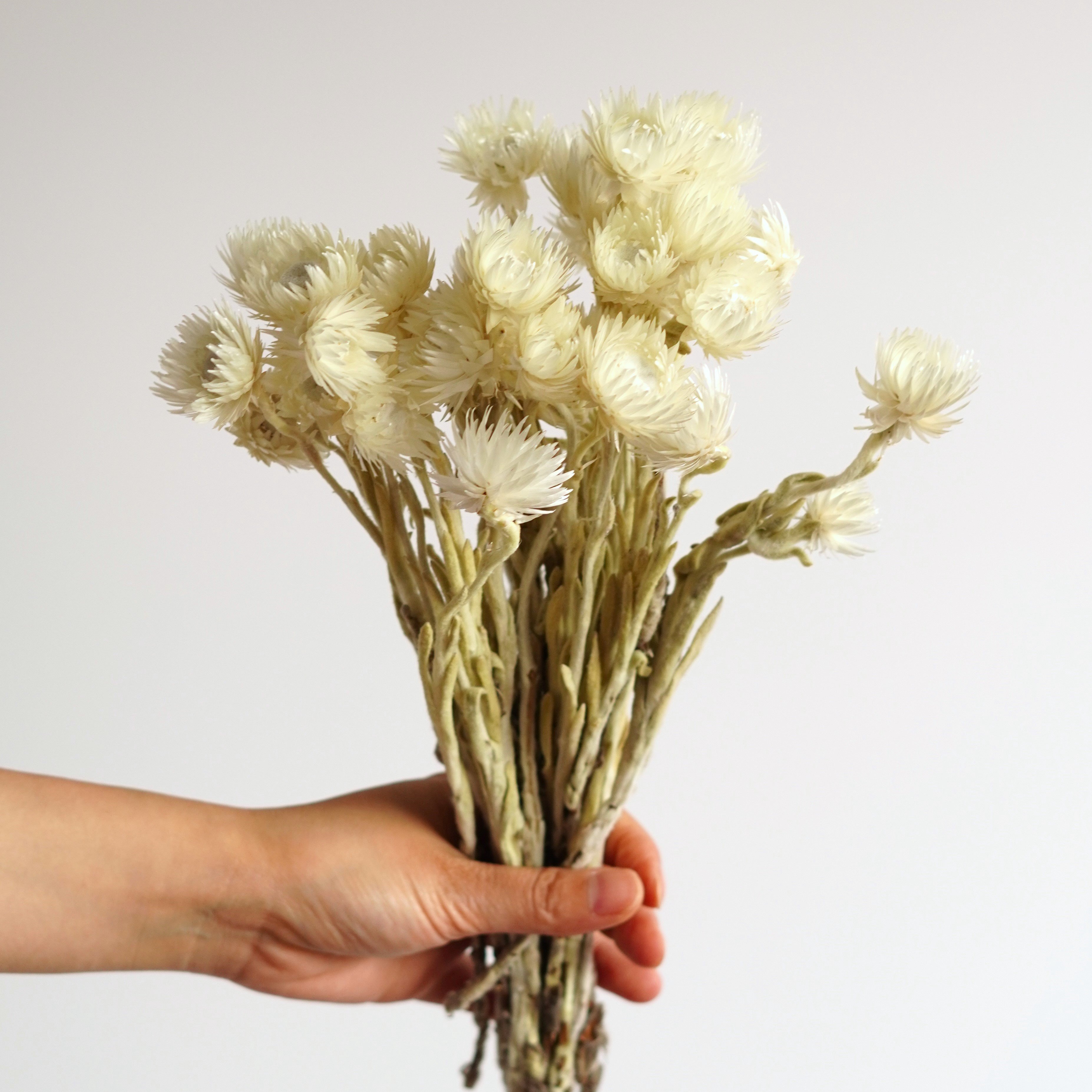 White Strawflowers / Preserved Chrysanthemum Flowers / Perfect for Wedding Home Decor DIY Floral arrangements