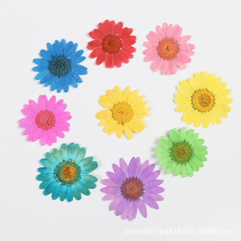 Factory Supplied Colorful Dried Pressed Flower Color Dyed Pressed Daisy Dried Flowers