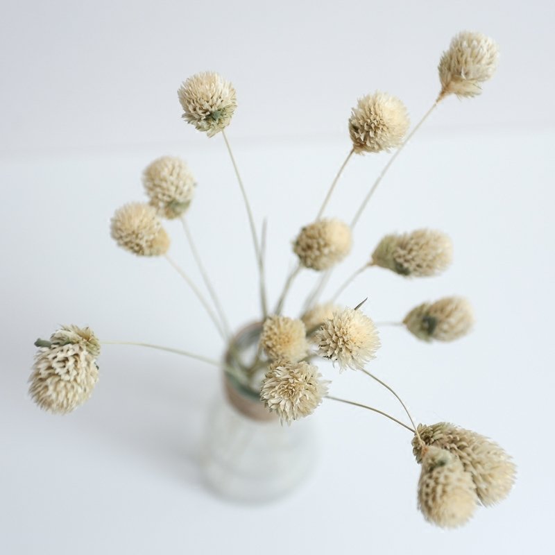 SumFlora 2024 new trend natural plant dried flowers Globe amaranth for decoration