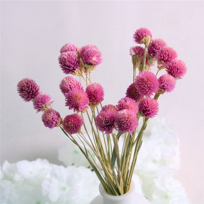 SumFlora 2024 new trend natural plant dried flowers Globe amaranth for decoration