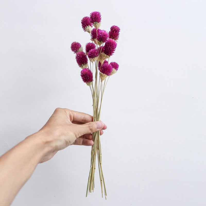 SumFlora 2024 new trend natural plant dried flowers Globe amaranth for decoration