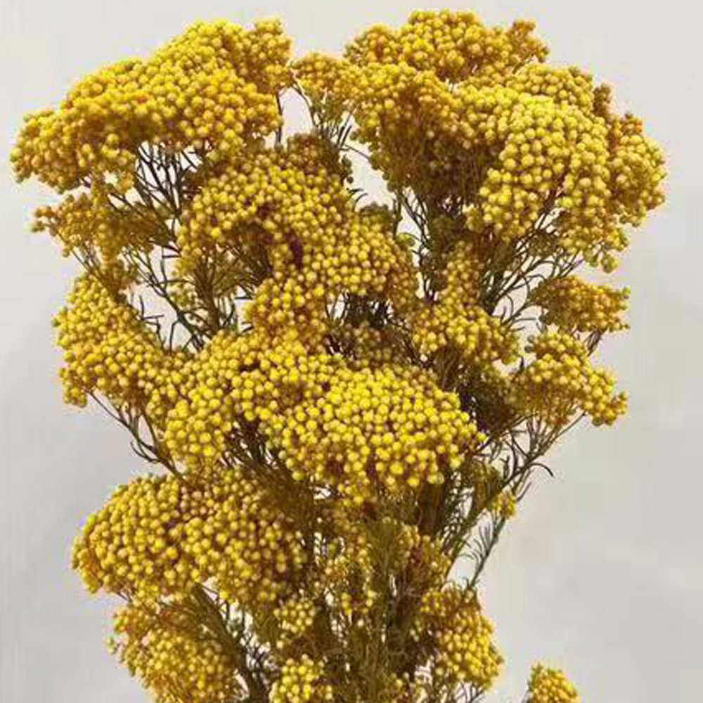 Manufacturer Preserved Natural millet flowers Dried Bouquet For Home And Wedding Decoration