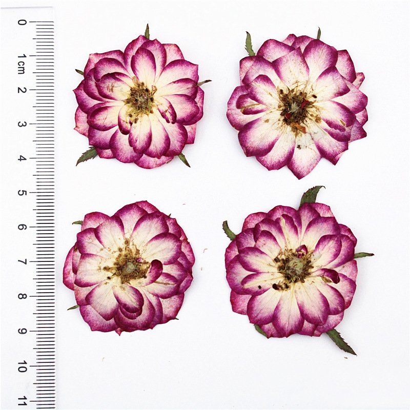 Bicolor Rose Real Flower Pressed Specimen Scence Potpourri Dry Flowers Aroma Preserved Flower Silica Gel Keychain Charms