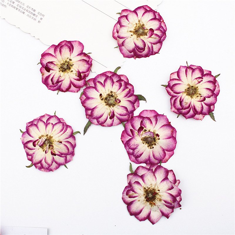 Bicolor Rose Real Flower Pressed Specimen Scence Potpourri Dry Flowers Aroma Preserved Flower Silica Gel Keychain Charms