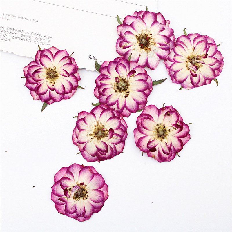 Bicolor Rose Real Flower Pressed Specimen Scence Potpourri Dry Flowers Aroma Preserved Flower Silica Gel Keychain Charms